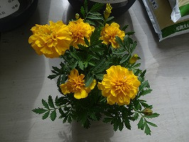 DSC05762